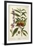 The Peach Tree-Elizabeth Blackwell-Framed Giclee Print