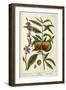 The Peach Tree-Elizabeth Blackwell-Framed Giclee Print