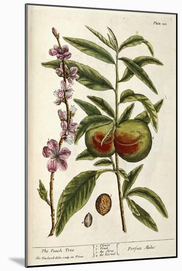 The Peach Tree-Elizabeth Blackwell-Mounted Giclee Print