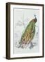 The Peacock, Illustration from 'Dictionnaire Universel d'Histoire Naturelle' by Charles d'Orbigny,-Edouard Travies-Framed Giclee Print
