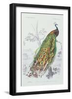 The Peacock, Illustration from 'Dictionnaire Universel d'Histoire Naturelle' by Charles d'Orbigny,-Edouard Travies-Framed Giclee Print