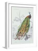 The Peacock, Illustration from 'Dictionnaire Universel d'Histoire Naturelle' by Charles d'Orbigny,-Edouard Travies-Framed Giclee Print