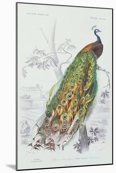 The Peacock, Illustration from 'Dictionnaire Universel d'Histoire Naturelle' by Charles d'Orbigny,-Edouard Travies-Mounted Giclee Print