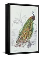 The Peacock, Illustration from 'Dictionnaire Universel d'Histoire Naturelle' by Charles d'Orbigny,-Edouard Travies-Framed Stretched Canvas