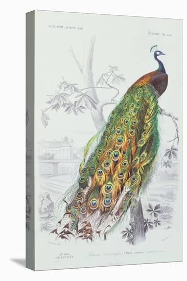 The Peacock, Illustration from 'Dictionnaire Universel d'Histoire Naturelle' by Charles d'Orbigny,-Edouard Travies-Stretched Canvas