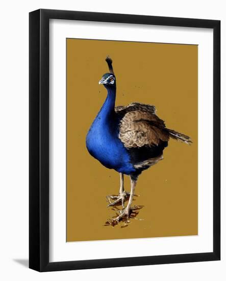 The Peacock on Golden Yellow, 2020, (Pen and Ink)-Mike Davis-Framed Giclee Print
