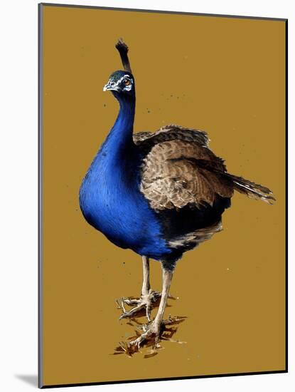 The Peacock on Golden Yellow, 2020, (Pen and Ink)-Mike Davis-Mounted Giclee Print