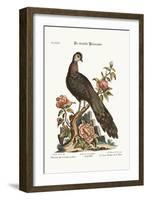 The Peacock Pheasant from China, 1749-73-George Edwards-Framed Giclee Print