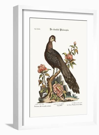 The Peacock Pheasant from China, 1749-73-George Edwards-Framed Giclee Print