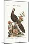The Peacock Pheasant from China, 1749-73-George Edwards-Mounted Giclee Print