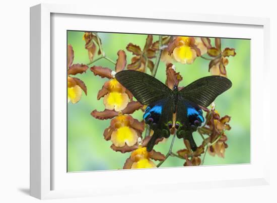 The Peacock Swallowtail Butterfly, Papilio Arcturus-Darrell Gulin-Framed Photographic Print