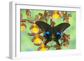 The Peacock Swallowtail Butterfly, Papilio Arcturus-Darrell Gulin-Framed Photographic Print