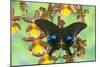 The Peacock Swallowtail Butterfly, Papilio Arcturus-Darrell Gulin-Mounted Photographic Print