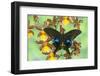 The Peacock Swallowtail Butterfly, Papilio Arcturus-Darrell Gulin-Framed Photographic Print