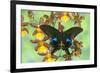 The Peacock Swallowtail Butterfly, Papilio Arcturus-Darrell Gulin-Framed Photographic Print