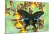 The Peacock Swallowtail Butterfly, Papilio Arcturus-Darrell Gulin-Mounted Photographic Print