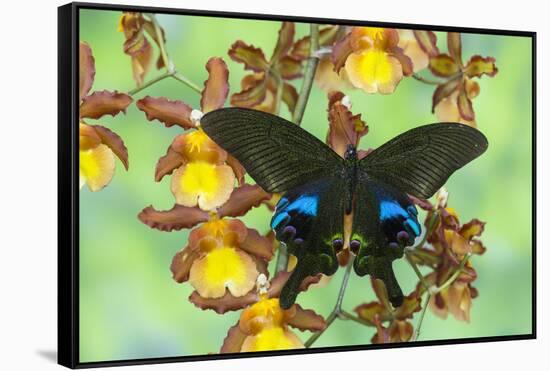 The Peacock Swallowtail Butterfly, Papilio Arcturus-Darrell Gulin-Framed Stretched Canvas