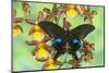 The Peacock Swallowtail Butterfly, Papilio Arcturus-Darrell Gulin-Mounted Premium Photographic Print