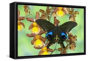 The Peacock Swallowtail Butterfly, Papilio Arcturus-Darrell Gulin-Framed Stretched Canvas