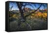 The Peaks of Zion National Park are Framed by a Pinyon Pine in Utah-Jay Goodrich-Framed Stretched Canvas