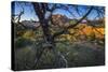 The Peaks of Zion National Park are Framed by a Pinyon Pine in Utah-Jay Goodrich-Stretched Canvas