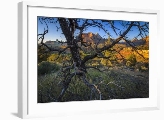 The Peaks of Zion National Park are Framed by a Pinyon Pine in Utah-Jay Goodrich-Framed Photographic Print