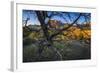 The Peaks of Zion National Park are Framed by a Pinyon Pine in Utah-Jay Goodrich-Framed Photographic Print