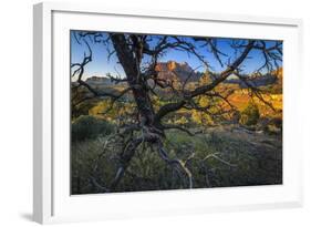 The Peaks of Zion National Park are Framed by a Pinyon Pine in Utah-Jay Goodrich-Framed Photographic Print