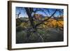 The Peaks of Zion National Park are Framed by a Pinyon Pine in Utah-Jay Goodrich-Framed Photographic Print