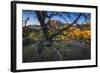 The Peaks of Zion National Park are Framed by a Pinyon Pine in Utah-Jay Goodrich-Framed Photographic Print