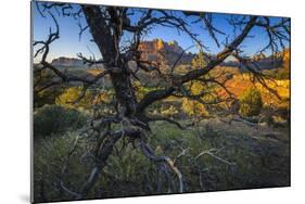The Peaks of Zion National Park are Framed by a Pinyon Pine in Utah-Jay Goodrich-Mounted Photographic Print
