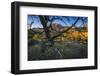 The Peaks of Zion National Park are Framed by a Pinyon Pine in Utah-Jay Goodrich-Framed Photographic Print