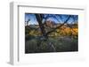 The Peaks of Zion National Park are Framed by a Pinyon Pine in Utah-Jay Goodrich-Framed Photographic Print