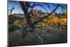 The Peaks of Zion National Park are Framed by a Pinyon Pine in Utah-Jay Goodrich-Mounted Photographic Print