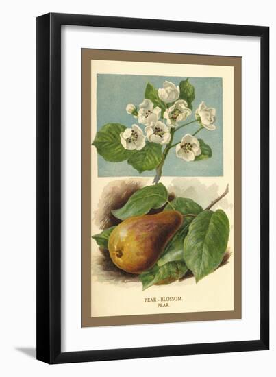 The Pear-Blossom Pear-W.h.j. Boot-Framed Art Print