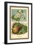 The Pear-Blossom Pear-W.h.j. Boot-Framed Art Print