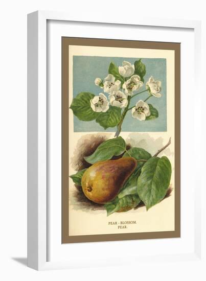 The Pear-Blossom Pear-W.h.j. Boot-Framed Art Print