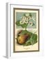 The Pear-Blossom Pear-W.h.j. Boot-Framed Art Print