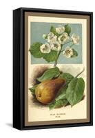 The Pear-Blossom Pear-W.h.j. Boot-Framed Stretched Canvas