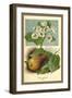 The Pear-Blossom Pear-W.h.j. Boot-Framed Art Print