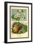 The Pear-Blossom Pear-W.h.j. Boot-Framed Art Print