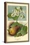 The Pear-Blossom Pear-W.h.j. Boot-Stretched Canvas