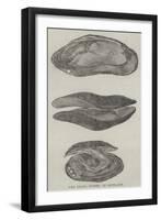 The Pearl Mussel of Scotland-null-Framed Giclee Print