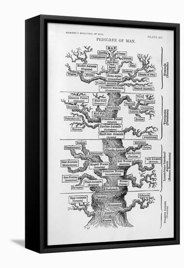 The Pedigree of Man-null-Framed Stretched Canvas