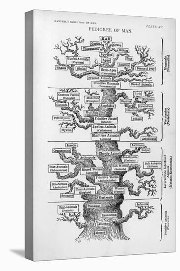 The Pedigree of Man-null-Stretched Canvas