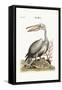 The Pelican, 1749-73-George Edwards-Framed Stretched Canvas