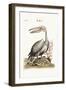 The Pelican, 1749-73-George Edwards-Framed Giclee Print