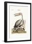 The Pelican, 1749-73-George Edwards-Framed Giclee Print