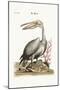 The Pelican, 1749-73-George Edwards-Mounted Giclee Print