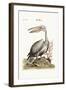 The Pelican, 1749-73-George Edwards-Framed Giclee Print